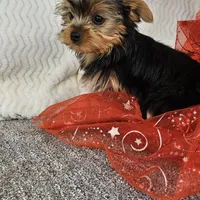 Della , a female Yorkshire Terrier for sale in Raleigh, NC – Photo 2 of 5