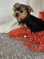 Della , a female Yorkshire Terrier for sale in Raleigh, NC – Photo 2 of 5