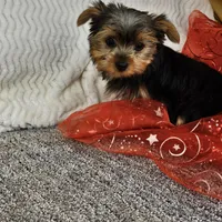 Della , a female Yorkshire Terrier for sale in Raleigh, NC – Photo 4 of 5