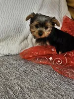 Della , a female Yorkshire Terrier for sale in Raleigh, NC – Photo 4 of 5