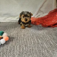 Della , a female Yorkshire Terrier for sale in Raleigh, NC – Photo 5 of 5