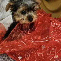 Della , a female Yorkshire Terrier for sale in Raleigh, NC – Photo 1 of 5