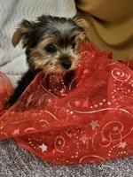 Della , a female Yorkshire Terrier for sale in Raleigh, NC – Photo 1 of 5