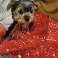 Della , a female Yorkshire Terrier for sale in Raleigh, NC – Photo 3 of 5