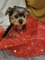 Della , a female Yorkshire Terrier for sale in Raleigh, NC – Photo 3 of 5