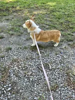 Batter , a female Pembroke Welsh Corgi for sale in Raleigh, NC – 4 of 6