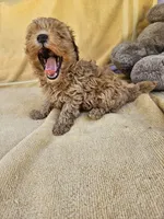 James, a male Maltipoo and Poodle - Toy  for sale in Raleigh, NC – 7 of 7