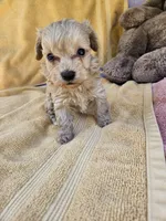 Michael , a male Maltipoo for sale in Raleigh, NC – 2 of 7