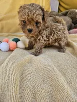 Wheeler, a male Maltipoo and Poodle - Toy  for sale in Raleigh, NC – 4 of 7
