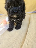 Wish, a female Maltipoo and Poodle - Toy  for sale in Raleigh, NC – 3 of 6