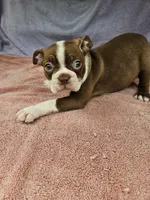 Banana , a male Boston Terrier for sale in Raleigh, NC – 5 of 6