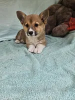 Orgin, a female Pembroke Welsh Corgi for sale in Raleigh, NC – Photo 4 of 5