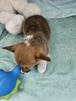 Orgin, a female Pembroke Welsh Corgi for sale in Raleigh, NC – Photo 2 of 5