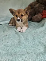 Orgin, a female Pembroke Welsh Corgi for sale in Raleigh, NC – Photo 3 of 5