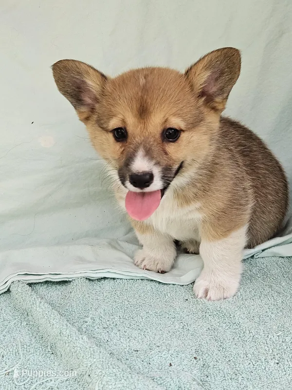 Orgin – Pembroke Welsh Corgi puppy for sale in Raleigh, NC