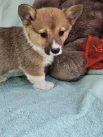 Orgin, a female Pembroke Welsh Corgi for sale in Raleigh, NC – Photo 5 of 5