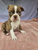 Grapes, a female Boston Terrier for sale in Raleigh, NC – 2 of 5