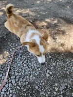 Pup, a male Pembroke Welsh Corgi for sale in Raleigh, NC – 8 of 8