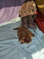 Rose, a female Cavapoo for sale in Raleigh, NC – 2 of 4