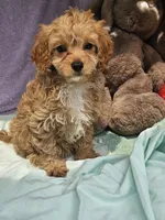 Puppy, a female Cavapoo for sale in Raleigh, NC – 5 of 5