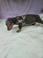 Dime, a female Miniature Dachshund for sale in Raleigh, NC – 5 of 6
