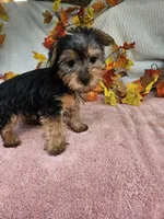 Orange, a female Yorkshire Terrier for sale in Raleigh, NC – 4 of 6
