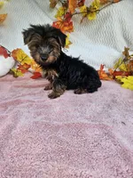 Sammy , a male Yorkshire Terrier for sale in Raleigh, NC – 5 of 7