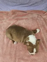 Grapes, a female Boston Terrier for sale in Raleigh, NC – 5 of 5
