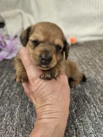 Pup, a female Miniature Dachshund for sale in Raleigh, NC – Photo 1 of 6