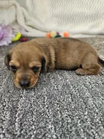 Pup, a female Miniature Dachshund for sale in Raleigh, NC – Photo 5 of 6