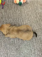 Pup, a female Miniature Dachshund for sale in Raleigh, NC – Photo 6 of 6