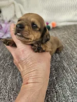 Pup, a female Miniature Dachshund for sale in Raleigh, NC – Photo 3 of 6