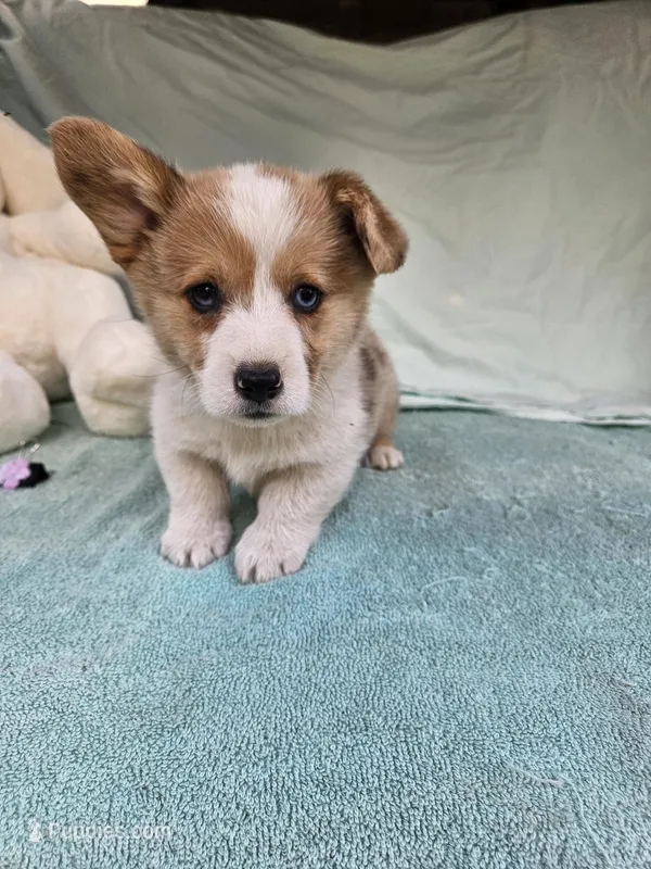 Pup – Pembroke Welsh Corgi puppy for sale in Raleigh, NC