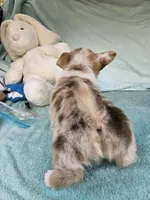 Pup, a male Pembroke Welsh Corgi for sale in Raleigh, NC – Photo 2 of 4