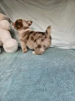 Pup, a male Pembroke Welsh Corgi for sale in Raleigh, NC – Photo 4 of 4