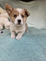 Pup, a male Pembroke Welsh Corgi for sale in Raleigh, NC – Photo 3 of 4