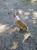 Batter , a female Pembroke Welsh Corgi for sale in Raleigh, NC – 6 of 6