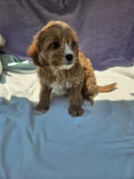 Joshua , a male Cavapoo for sale in Raleigh, NC – 2 of 6