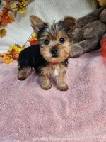 Circle, a male Yorkshire Terrier for sale in Raleigh, NC – 2 of 8