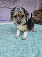 Tony, a male Morkie for sale in Raleigh, NC – 3 of 5