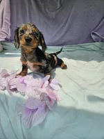 Nickel , a male Miniature Dachshund for sale in Raleigh, NC – 3 of 7