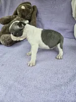 Mr little, a male Boston Terrier for sale in Raleigh, NC – Photo 5 of 5