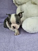 Mr little, a male Boston Terrier for sale in Raleigh, NC – Photo 2 of 5