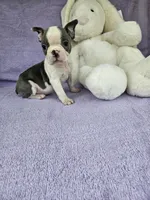 Mr little, a male Boston Terrier for sale in Raleigh, NC – Photo 3 of 5
