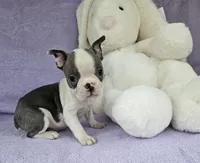 Mr little, a male Boston Terrier for sale in Raleigh, NC – Photo 1 of 5