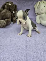 Mr little, a male Boston Terrier for sale in Raleigh, NC – Photo 4 of 5