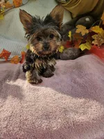Sugar, a female Yorkshire Terrier for sale in Raleigh, NC – 3 of 6