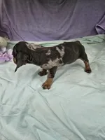 Dime, a female Miniature Dachshund for sale in Raleigh, NC – 6 of 6