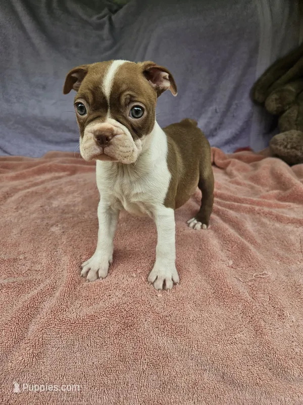Orange  – Boston Terrier puppy for sale in Raleigh, NC