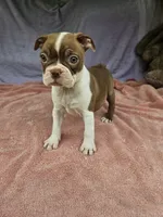 Orange , a female Boston Terrier for sale in Raleigh, NC – 1 of 5